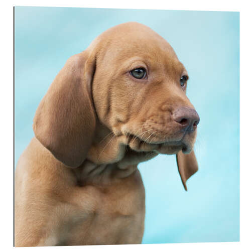 Stampa su plexi-alluminio Sweet Vizsla puppy