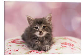 Aluminium print Sweet Norwegian kitten