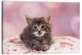 Canvas print Sweet Norwegian kitten