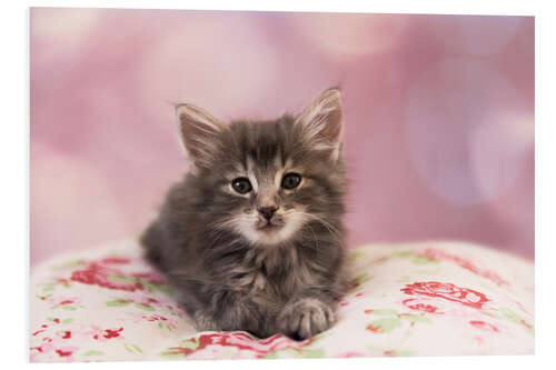 Foam board print Sweet Norwegian kitten