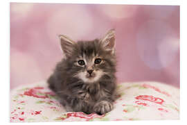 Foam board print Sweet Norwegian kitten