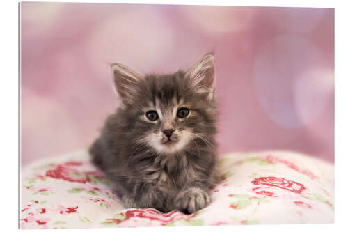 Gallery print Sweet Norwegian kitten