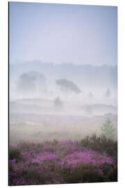 Aluminium print Purple heather on a foggy morning at the Kalmthoutse Heide