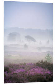 Foam board print Purple heather on a foggy morning at the Kalmthoutse Heide