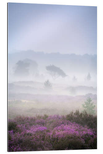 Quadro em plexi-alumínio Purple heather on a foggy morning at the Kalmthoutse Heide