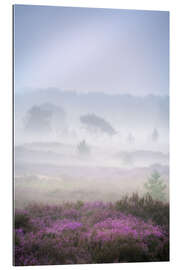 Tableau en plexi-alu Purple heather on a foggy morning at the Kalmthoutse Heide