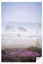 Naklejka na ścianę Purple heather on a foggy morning at the Kalmthoutse Heide