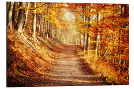 Cuadro de aluminio Autumn forest with bright colors