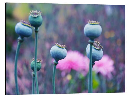 Aluminium print Seven crowned poppy seed capsule beauties