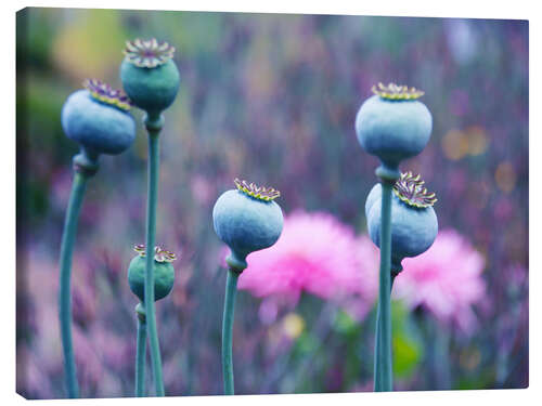 Tableau sur toile Seven crowned poppy seed capsule beauties