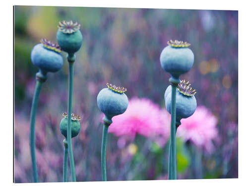 Gallery print Seven crowned poppy seed capsule beauties