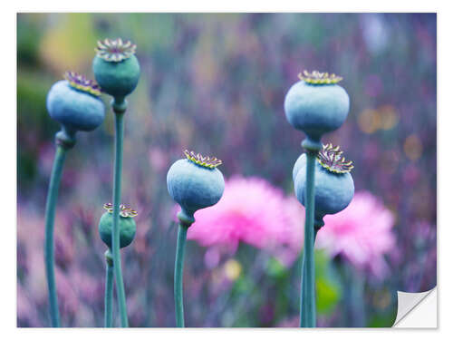 Vinilo para la pared Seven crowned poppy seed capsule beauties