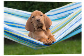 Akrylbilde Vizsla puppy in hammock