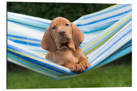 Tableau en aluminium Vizsla puppy in hammock