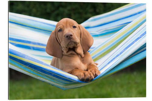 Stampa su plexi-alluminio Vizsla puppy in hammock