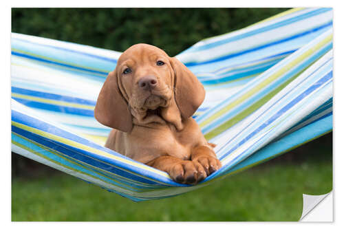 Wall sticker Vizsla puppy in hammock