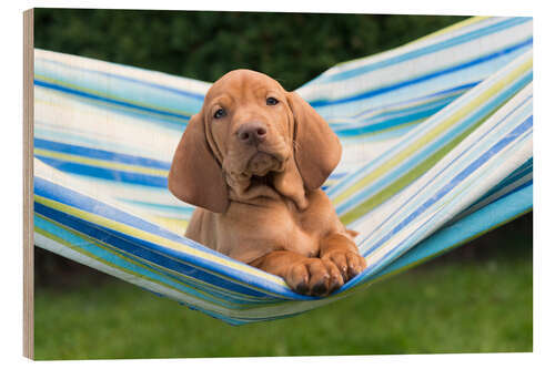 Wood print Vizsla puppy in hammock