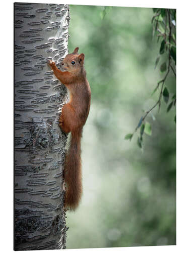 Aluminium print Curious squirrel