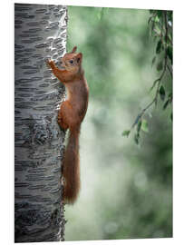 PVC print Curious squirrel