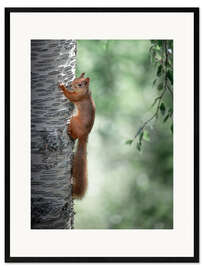 Impresión de arte enmarcada Curious squirrel