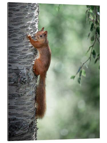 Gallery print Curious squirrel