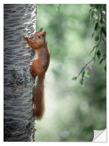 Vinilo para la pared Curious squirrel