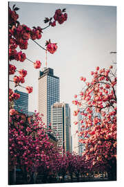 Aluminiumsbilde High-rise buildings with cherry blossoms, Frankfurt