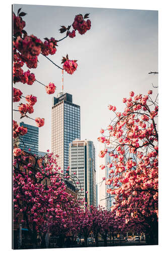 Tableau en plexi-alu High-rise buildings with cherry blossoms, Frankfurt