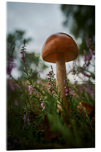 Acrylic print Mushroom in the heather