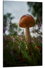 Aluminium print Mushroom in the heather