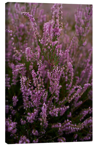 Canvas print Heath in all its glory