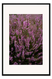 Gerahmter Kunstdruck Heide in voller Pracht