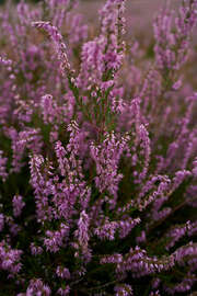 Magnettafel Heide in voller Pracht