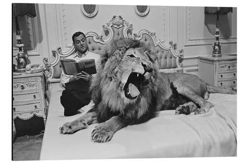 Cuadro de aluminio Tony Randall with lion Zamba, 1965