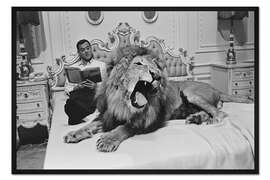 Gerahmter Kunstdruck Tony Randall mit Löwe Zamba, 1965