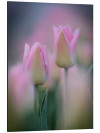 Aluminium print Tulips in pink