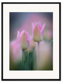 Gerahmter Kunstdruck Tulpen in rosa