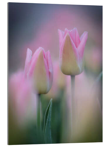 Gallery print Tulips in pink