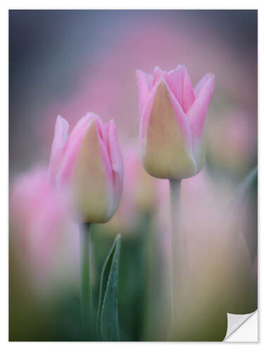 Wall sticker Tulips in pink