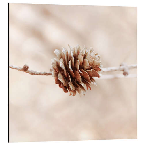 Aluminium print Fruit of the larch