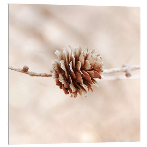 Gallery print Fruit of the larch