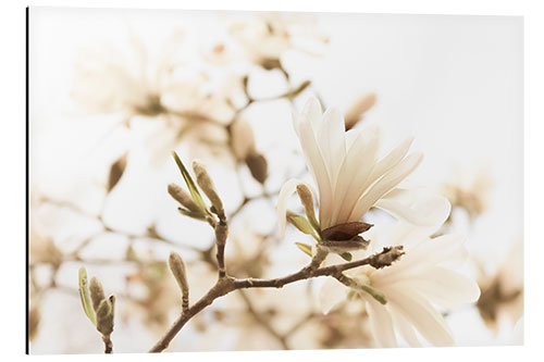 Aluminium print Magnolia in the sunlight