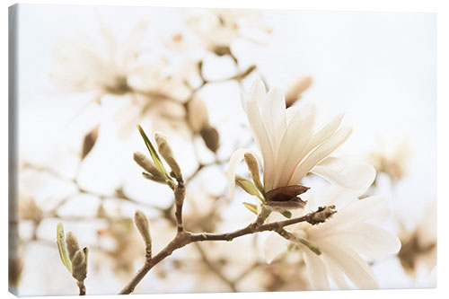 Lærredsbillede Magnolia in the sunlight