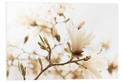 Tableau en PVC Magnolia in the sunlight