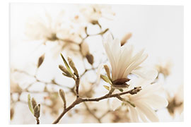 Stampa su PVC Magnolia in the sunlight