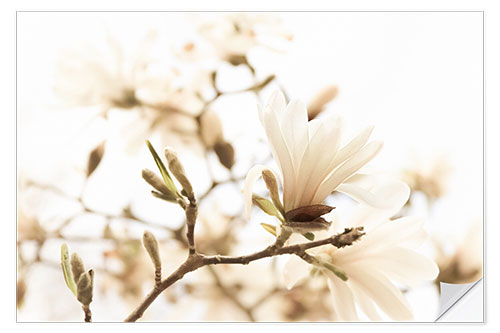 Sisustustarra Magnolia in the sunlight