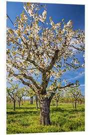 Foam board print Blooming cherry tree