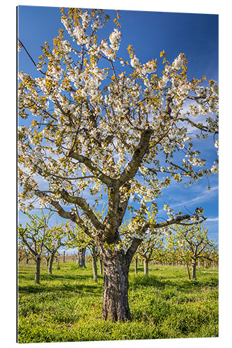 Gallery print Blooming cherry tree