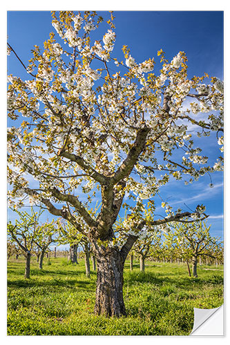 Autocolante decorativo Blooming cherry tree