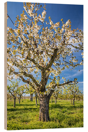 Tableau en bois Blooming cherry tree